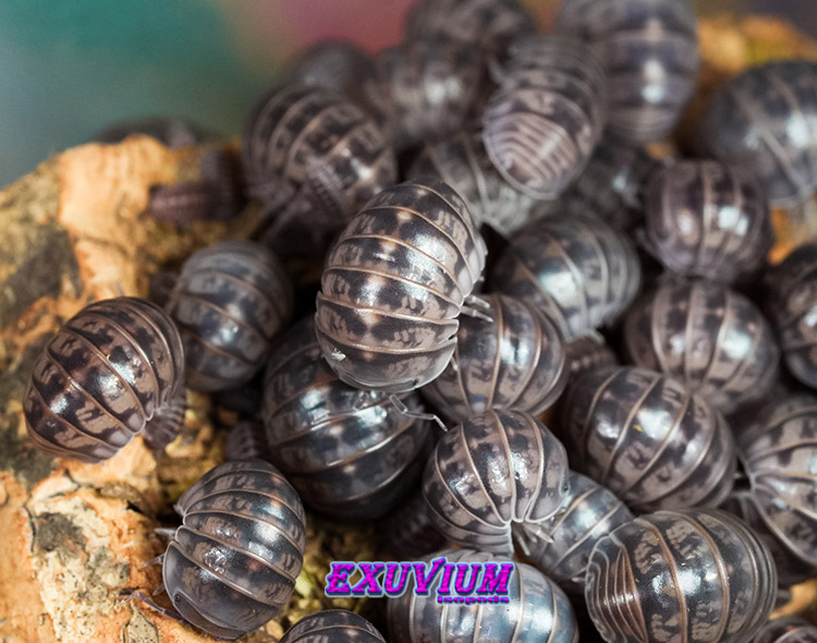 Armadillo officinalis Israel, isopods for sale, available, in stock