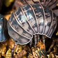 Armadillo officinalis Israel, isopods for sale