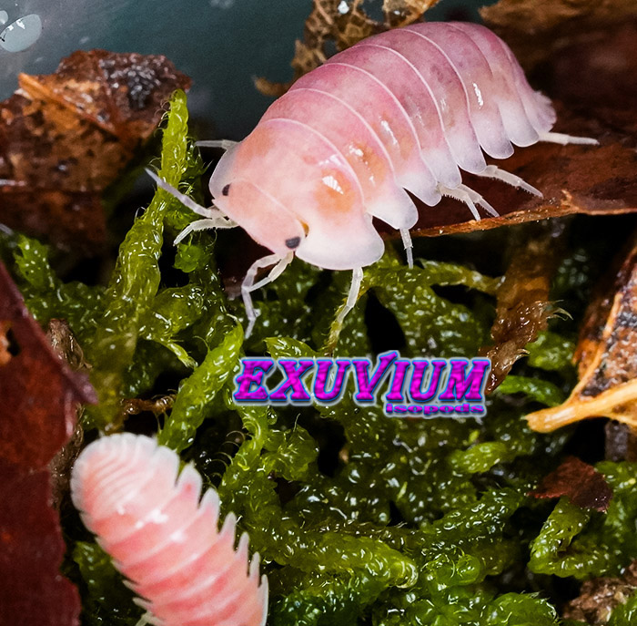 Cubaris spec cherry blossom, sakura, isopods for sale, in stock, available