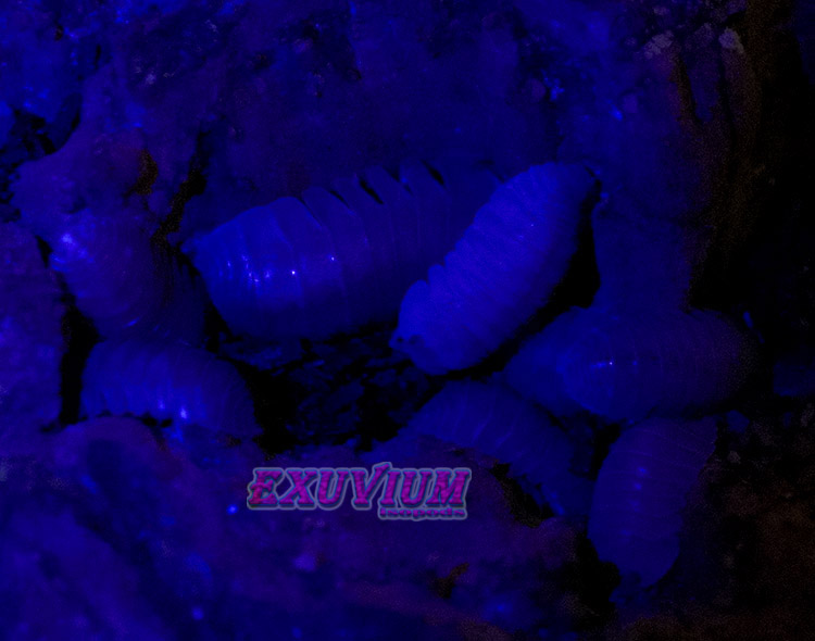 A group of Cubaris Thai Angel Blue isopods illuminated under UV light.