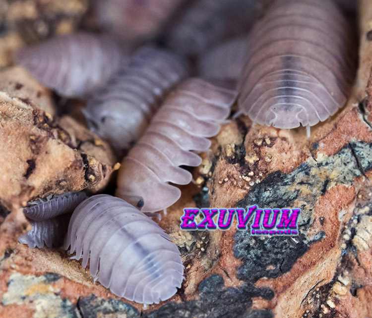 Cubaris spec thai angel blue, thai blue angel, exotic tropical isopod, isopods for sale, in stock, available