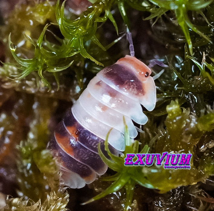 Cubaris spec white shark, Thailand isopod, isopods for sale, in stock, available