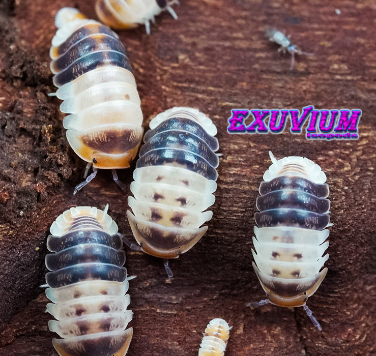 Cubaris spec white shark, Thailand isopod, isopods for sale, in stock, available