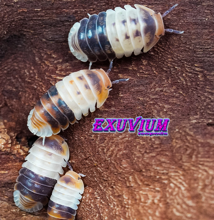 Cubaris spec white shark, Thailand isopod, isopods for sale, in stock, available