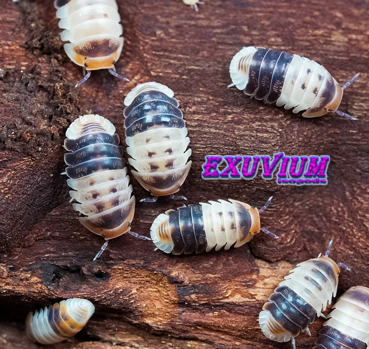 Cubaris spec white shark, Thailand isopod, isopods for sale, in stock, available