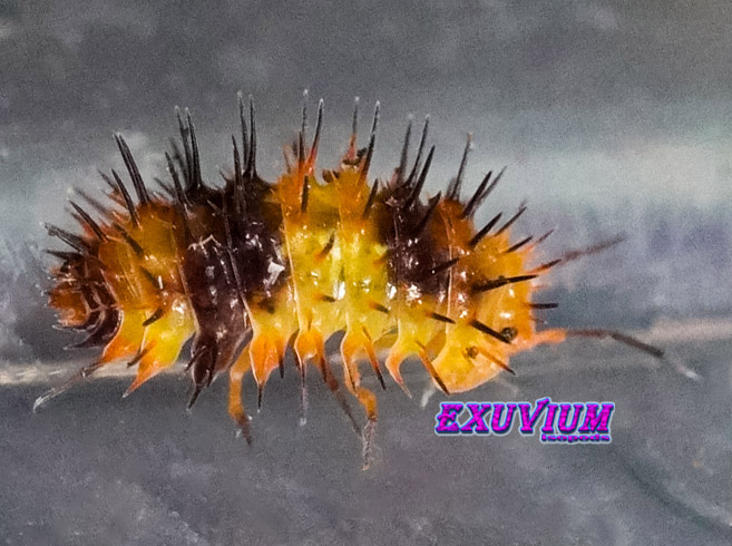 Laureola spec. durian spiky, isopods for sale, available, in stock
