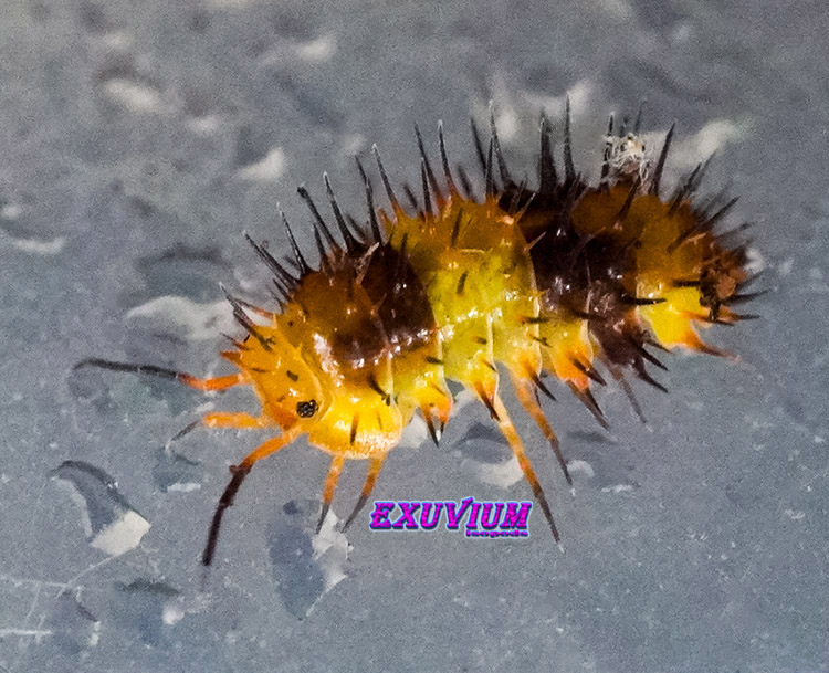 Laureola spec. durian spiky, isopods for sale, available, in stock