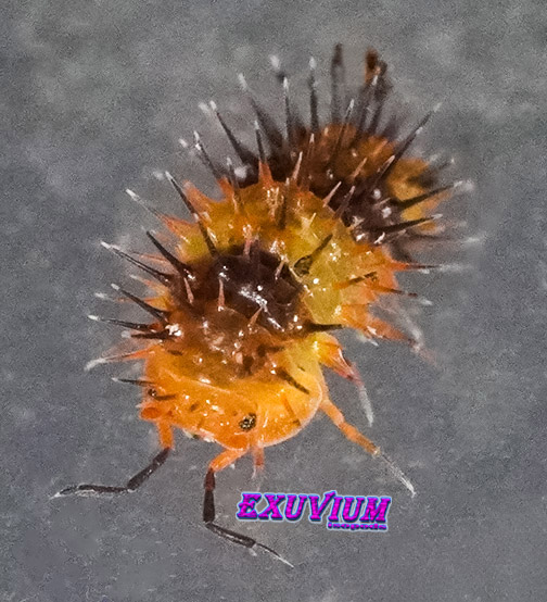 Laureola spec. durian spiky, isopods for sale, available, in stock