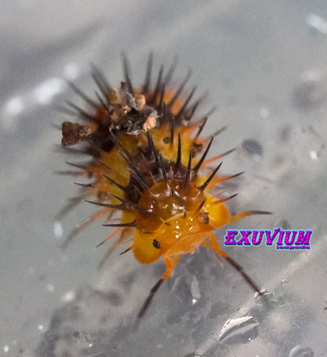 Laureola spec. durian spiky, isopods for sale, available, in stock