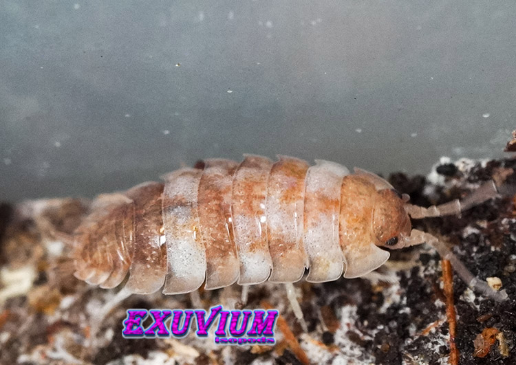 Porcellio scaber mix, isopods for sale, in stock, available