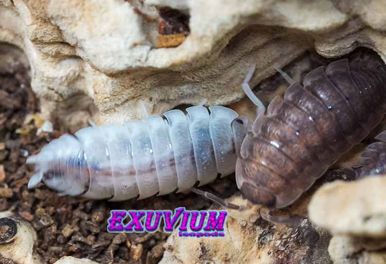 Porcellio scaber mix, isopods for sale, in stock, available