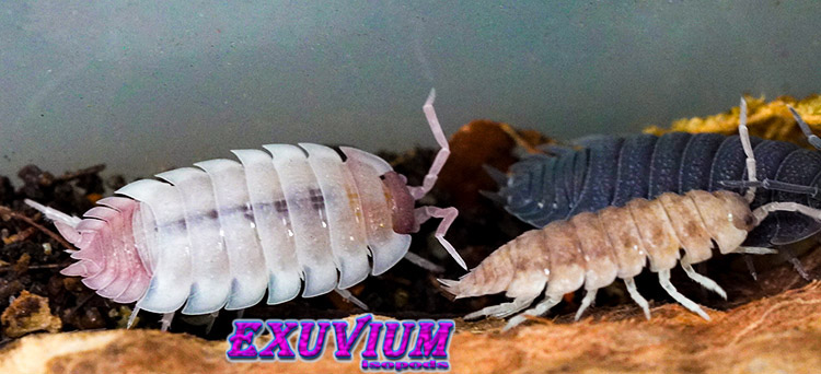 Porcellio scaber mix, isopods for sale, in stock, available