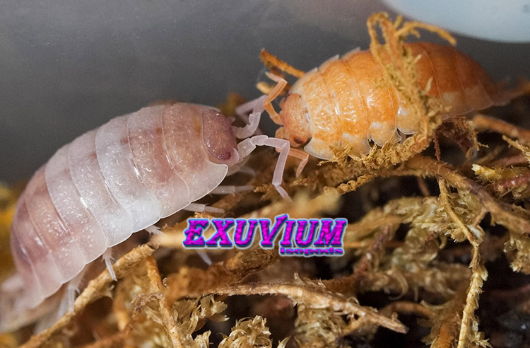 Porcellio scaber mix, isopods for sale, in stock, available