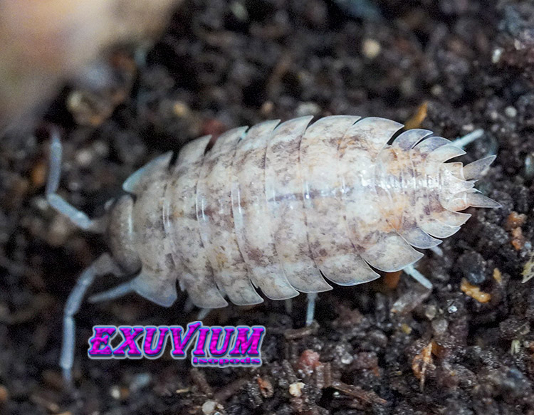Porcellio scaber mix, isopods for sale, in stock, available