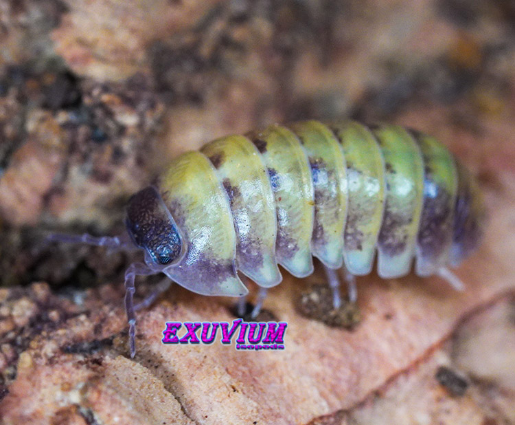 Armadillidium badium buttercup pied, isopods for sale, in stock, available