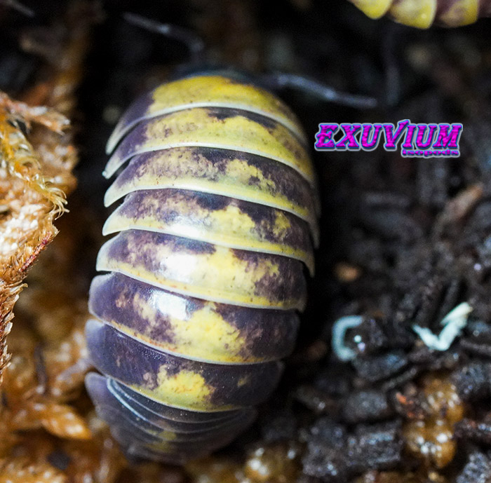 Armadillidium badium buttercup pied, isopods for sale, in stock, available