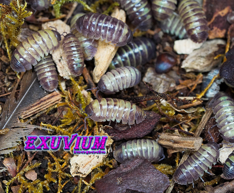 Armadillidium badium buttercup pied, isopods for sale, in stock, available