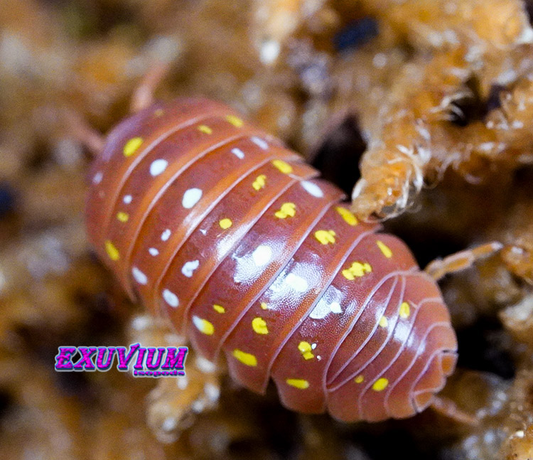 Armadillidium frontetriangulum orange, Corfu, isopods for sale, in stock, available