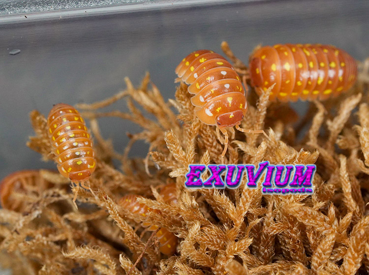 Armadillidium frontetriangulum orange, Corfu, isopods for sale, in stock, available