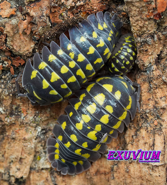 Armadillidium gestroi giant, isopods for sale, in stock, available
