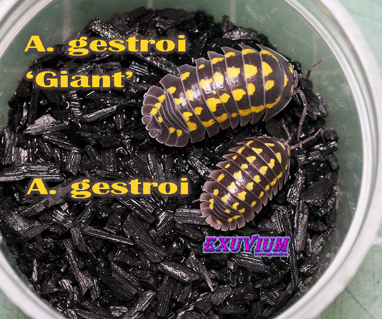 Armadillidium gestroi giant, isopods for sale, in stock, available