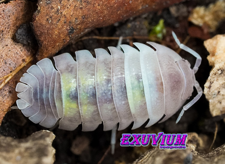 Armadillidium granulatum Creamsicle, isopods for sale, in stock, available