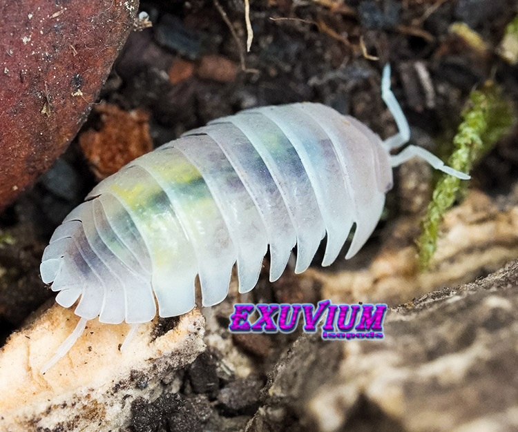 Armadillidium granulatum Creamsicle, isopods for sale, in stock, available