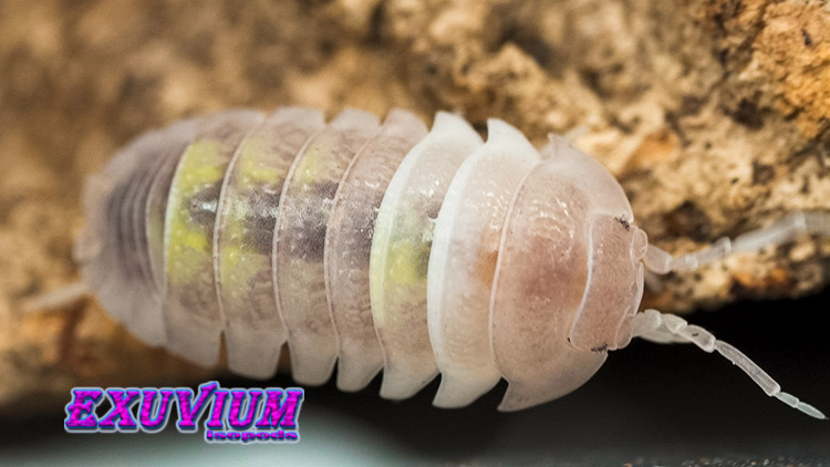 Armadillidium granulatum Creamsicle, isopods for sale, in stock, available