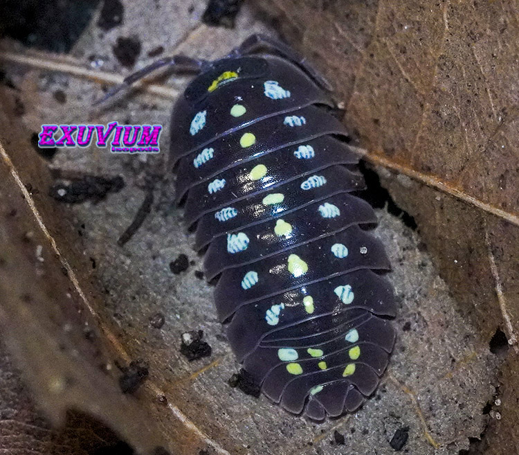 Armadillidium klugii black, clown isopod, isopods for sale, in stock, available, clown woodlouse