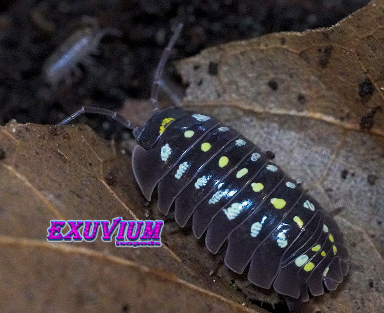 Armadillidium klugii black, clown isopod, isopods for sale, in stock, available, clown woodlouse