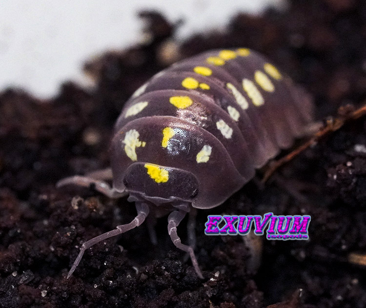 Armadillidium klugii black, clown isopod, isopods for sale, in stock, available, clown woodlouse