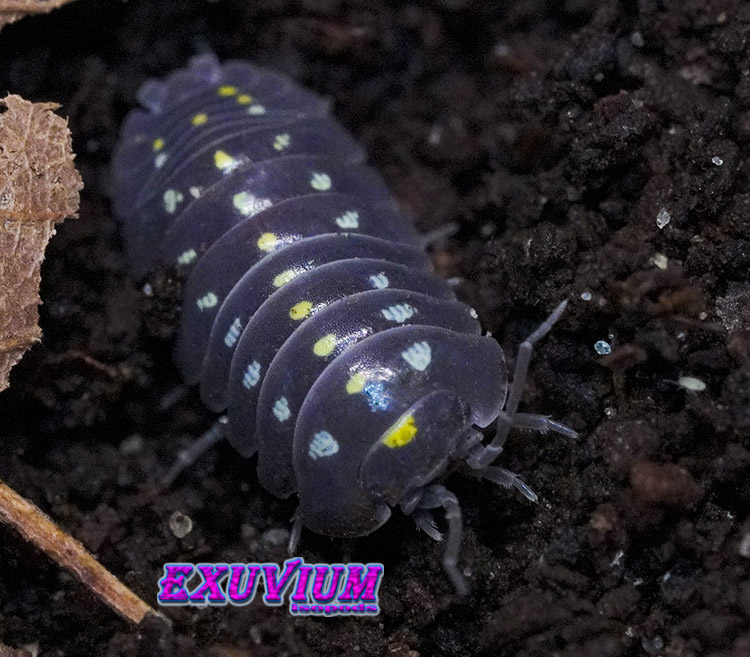 Armadillidium klugii black, clown isopod, isopods for sale, in stock, available, clown woodlouse