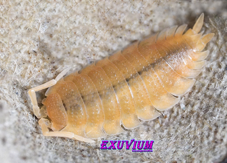 Porcellio scaber yellow snow, isopods for sale, in stock, available