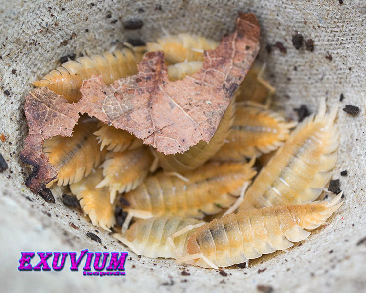 Porcellio scaber yellow snow, isopods for sale