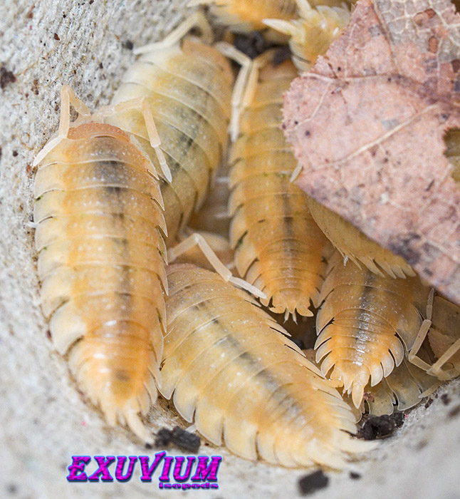 Porcellio scaber yellow snow, isopods for sale, in stock, available