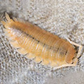 Porcellio scaber yellow snow, isopods for sale