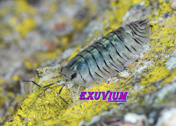 Troglodillo spec moth, isopods for sale, in stock, available