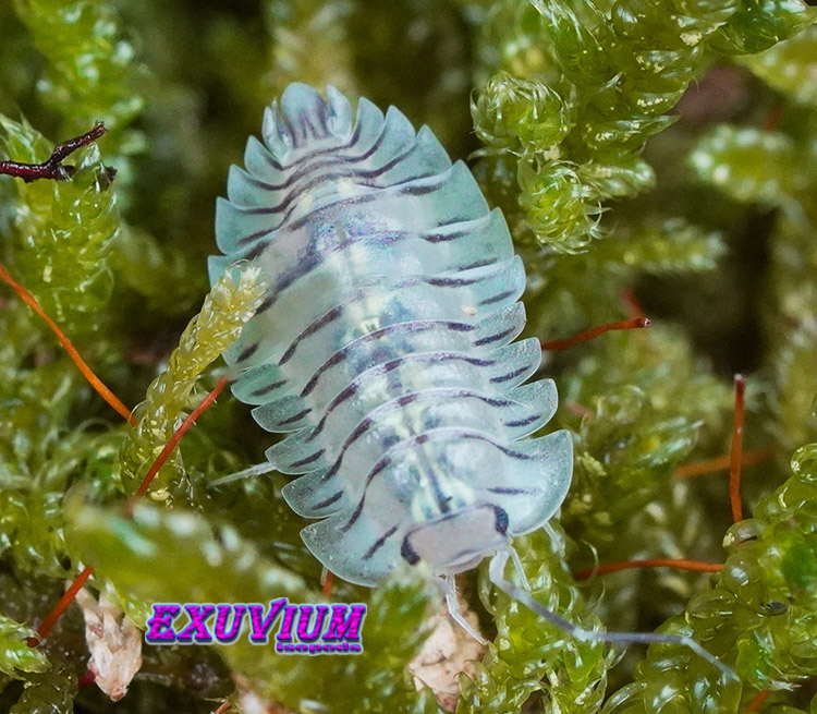 Troglodillo spec moth, isopods for sale, in stock, available