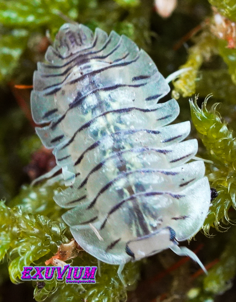 Troglodillo spec moth, isopods for sale, in stock, available