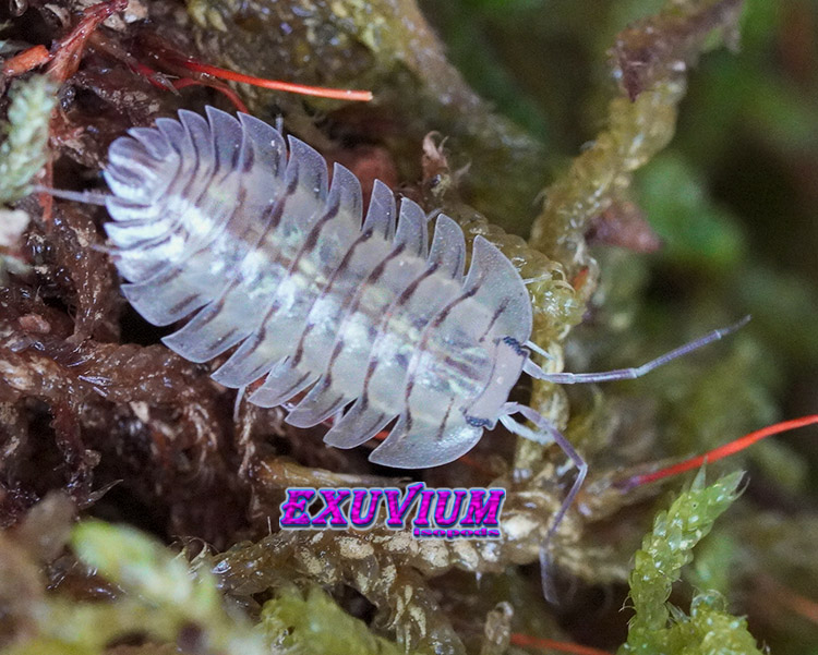 Troglodillo spec moth, isopods for sale, in stock, available