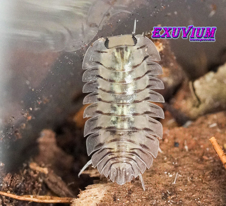 Troglodillo spec moth, isopods for sale, in stock, available