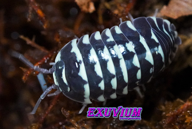 Armadillidium maculatum, zebra isopod, isopods for sale, in stock, available