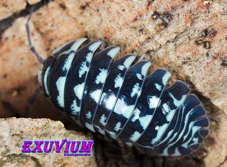 Armadillidium maculatum, zebra isopod, isopods for sale, in stock, available