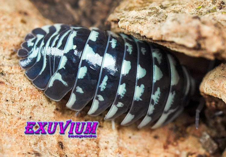 Armadillidium maculatum, zebra isopod, isopods for sale, in stock, available