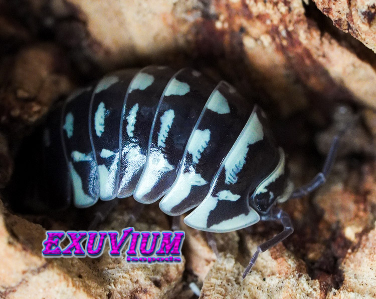 Armadillidium maculatum, zebra isopod, isopods for sale, in stock, available