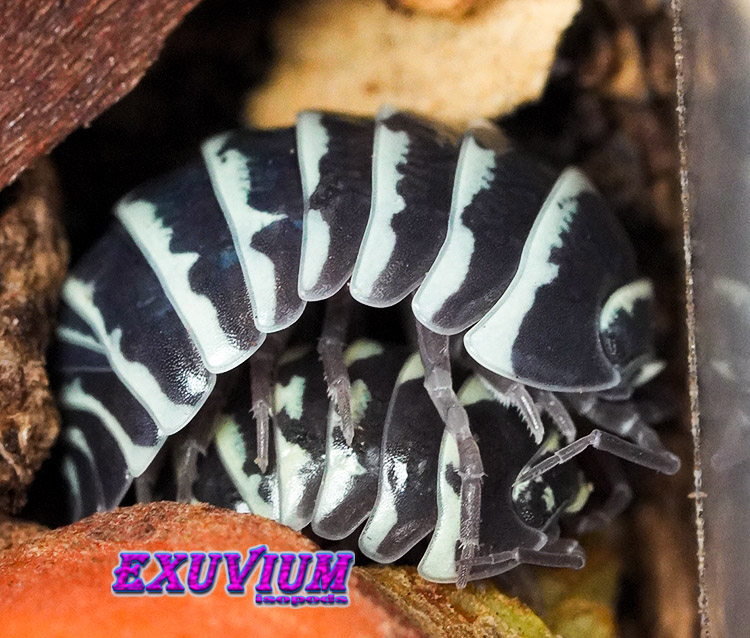 Armadillidium maculatum, zebra isopod, isopods for sale, in stock, available