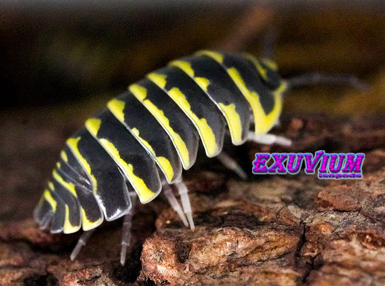 Armadillidium maculatum Yellow Zebra, isopods for sale, in stock, available
