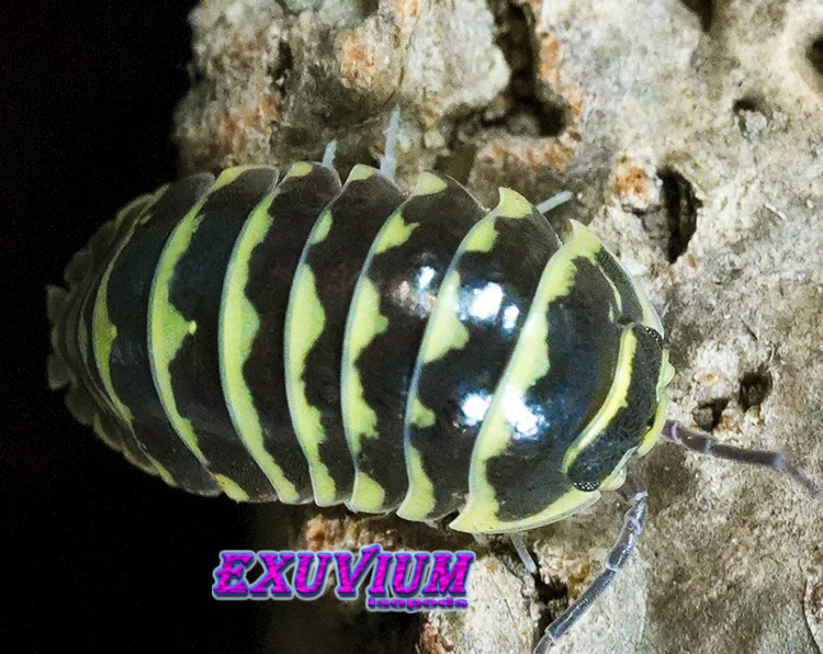 Armadillidium maculatum Yellow Zebra, isopods for sale, in stock, available