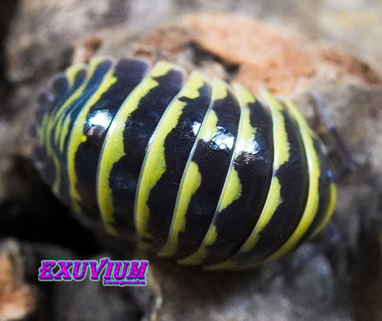 Armadillidium maculatum ‘Yellow’ (Yellow Zebra Isopod) – Exuvium Isopods