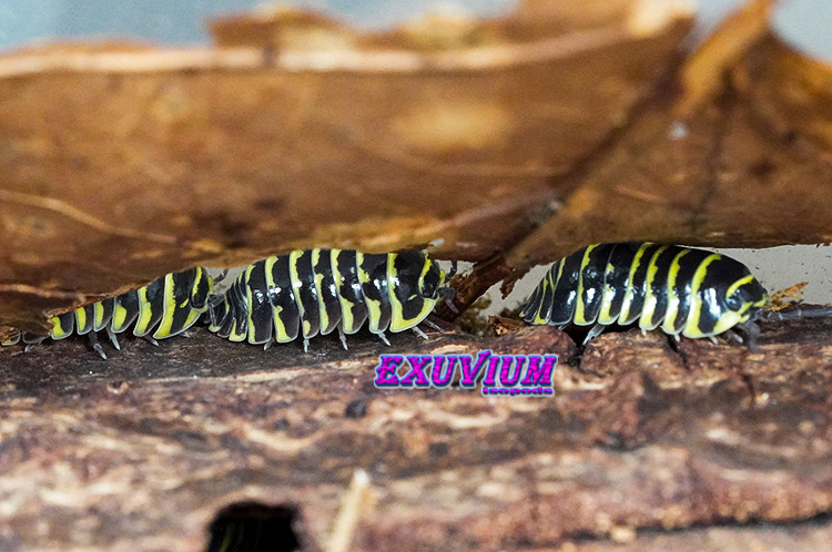 Armadillidium maculatum Yellow Zebra, isopods for sale, in stock, available